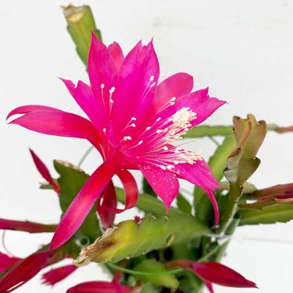 観葉植物/（わけあり特価）クジャクサボテン　赤～ピンク系花　5号鉢植え