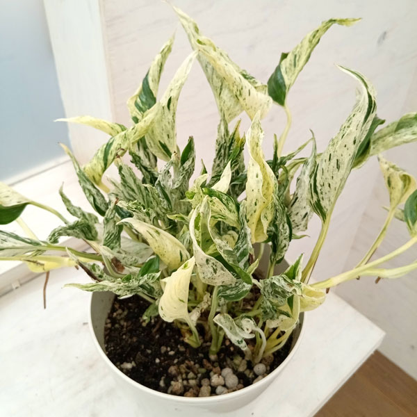 観葉植物/ポトス：テルノラブソング　5号鉢植えのサムネイル