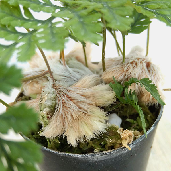 楽天市場】トキワシノブ（観葉植物｜花・観葉植物）：花・ガーデン