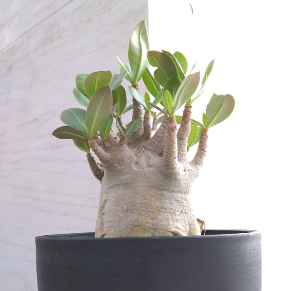 レア/ブラック スキン/塊根植物】アデニウム アラビカム ブラック ...