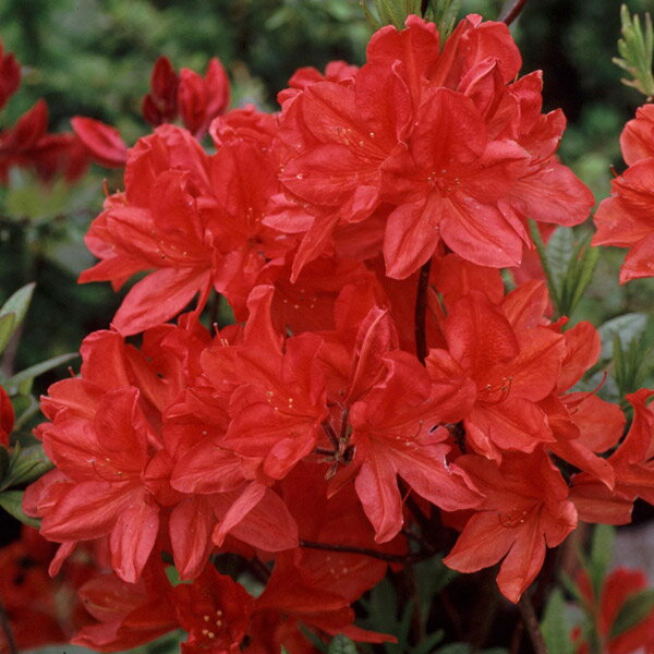 花木 庭木の苗/エクスバリーツツジ：ホットスパー3.5-4号ポット 2株セット