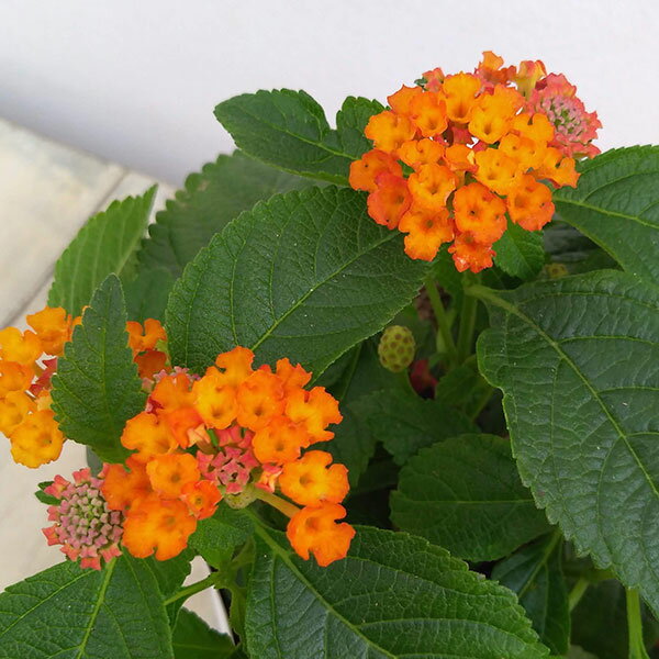 草花の苗/ランタナ:ジェム コンパクト オレンジファイア3.5号ポット