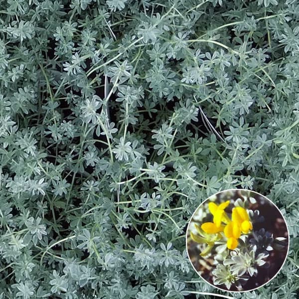 草花の苗/ロータス：クレティクス3〜3.5号ポット 12株セット