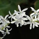 女王の花輪ペトレアの白花品種草花の苗/ペトレア：ヴォルビリス・アルビフロラ（白花）3号ポット 12株セット★小さ目の苗です★つる性の低木で、春先から秋にかけて長く花を楽しめます。花が枝先に房状につくので「女王の首輪」の英名があります。小株でもよく花をつけます。花弁は早々に散りますが、花後も花弁のようなガクが残り観賞できます。学名：Petrea volubilis 'Albiflora'タイプ：クマツヅラ科ペトレア属の半耐寒性半常緑低木（つる性）草丈：3〜4m植付時期：9月〜10月開花期：4月〜11月日当たり：日向を好む用途：鉢植えzone:10-11栽培方法：腐葉土と壌土を半々位に保水性ある用土を利用します。つる性植物で支柱が必要です。充実した株は温度があれば周年開花しますが、日照が足りないと咲きません。水やりは春から秋はたっぷり、冬は乾かし気味にします。肥料は生育期に置き肥用の緩効性化成肥料を2ヶ月に1回、冬は新芽が動いていれば液体肥料を10日に1回施します。夏にバッタ類が食害するほか、ハダニが発生するのでこまめに葉水を与えます。挿し木でふやしますが、葉が大きいので乾かさないように注意します。直接霜に当てなければ、落葉しますが戸外で冬越しでき、春には伸びます。写真は成長時(開花時)のイメージですが、お届けの際はまだ苗ですので、ご了承ください。