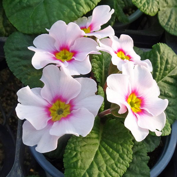 草花の苗/プリムラ：さくらもち3.5号ポット 6株セット