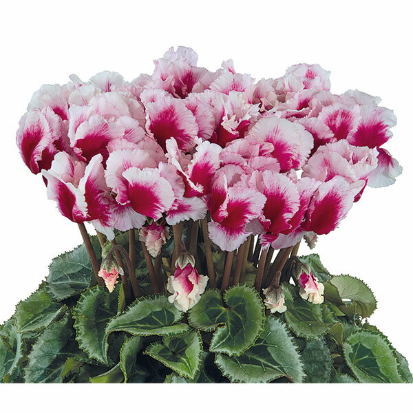 草花の苗/シクラメン：アバニコ　ディープマゼンタ3号ポットのサムネイル