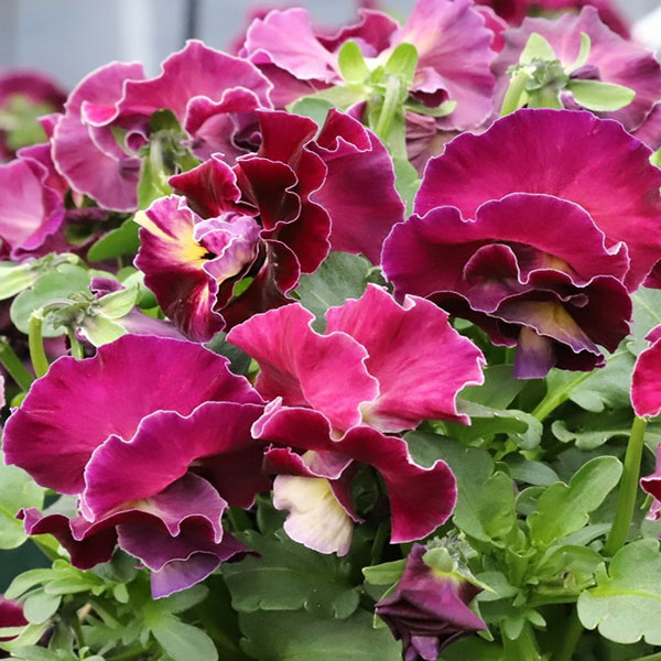 草花の苗/[送料無料]MSKガーデン中大輪フリンジパンジー：フレンチカンカンマジェンタドレス3号ポット 12株セット