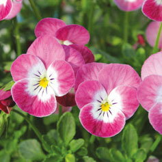 草花の苗/見元園芸さんのビオラ：桜子日記3-3.5号ポット 6株セット