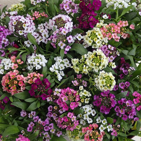 草花の苗/アリッサム：パステルカラー ミックス植え2.5-3号 2ポットセットのサムネイル
