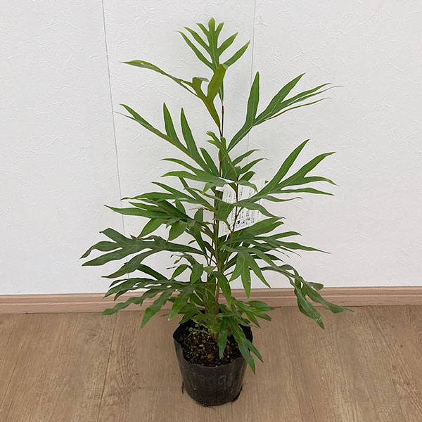 花木 庭木の苗/グレビレア：ベイリアナ（バイレイヤナ）5号鉢植えのサムネイル