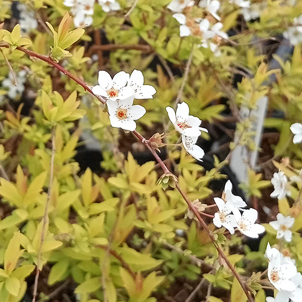 花木 庭木の苗/ユキヤナギ（雪柳）：黄金葉4号ポット