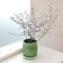 観葉植物/コロキア:コトネアステル/ステララウンド緑