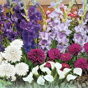 球根/球根(ミックス):「なついろコフレ」クールミックス(夏を彩る球根草花の詰め合わせ・10球入り)
