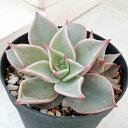 観葉植物/(わけあり特価)エケベリア:マディバ 3号