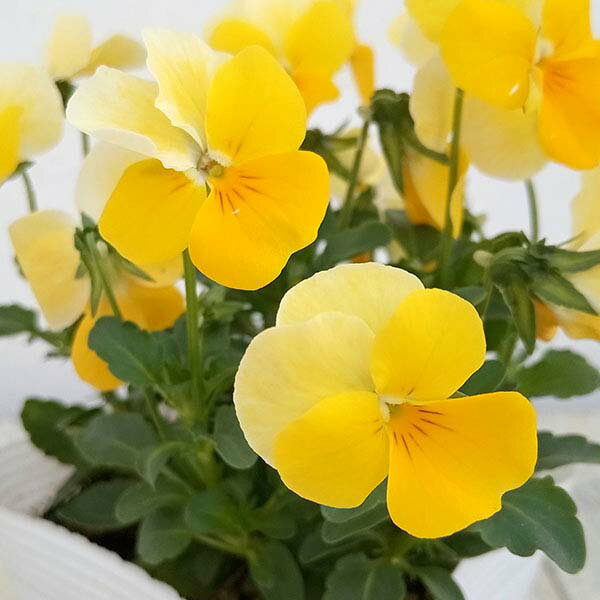 草花の苗/ビオラ：フローラルパワー　イエロービーコン3-3.5号ポット 2株セット