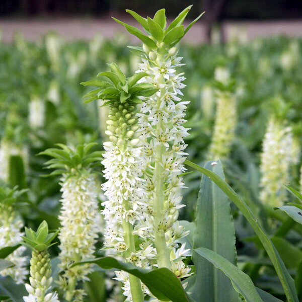 球根/ユーコミス（パイナップルリリー）：プンクタータ1球入り