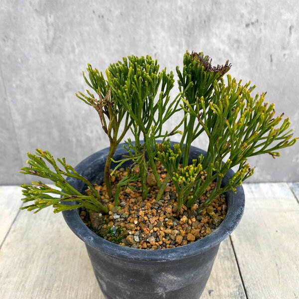 観葉植物/マツバラン：九十九金斑（ツクモキンフ）3.5号鉢植え