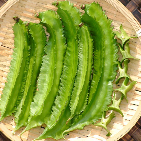 うりずん・沖縄野菜の苗野菜の苗/琉球野菜：琉球四角豆（りゆうきゅうしかくまめ自根苗3号ポット苗琉球四角豆は沖縄では「ウリズン」と呼ばれ、珍しい莢に四枚のヒダのある品種。シャキッとした食感で、サヤインゲンと同じように調理できます。残暑に耐え、グングン成長します。天ぷら、炒めものに適します。また、年を越して大きく育った根は「ウリズン芋」として食用にします。サツマイモの7〜8倍のたんぱく質が含まれる健康作物です。タイプ：マメ科生育適温：15度以上開花期：6〜10月収穫期：7〜11月草丈：1m（つる性）栽培方法：日当たりのよい場所に堆肥などを施して植えつけてください。つる性なので、合掌式の支柱を立ててつるを誘引します。成長が早いので、開花後約2週間で収穫でき、多収です。若さやが15cmくらいの時期に摘み取って収穫してください。写真は成長時（開花時）のイメージですが、お届けの際はまだ苗の状態です。お届け時の苗姿は個体差があります。表示の写真と異なる場合がございます。