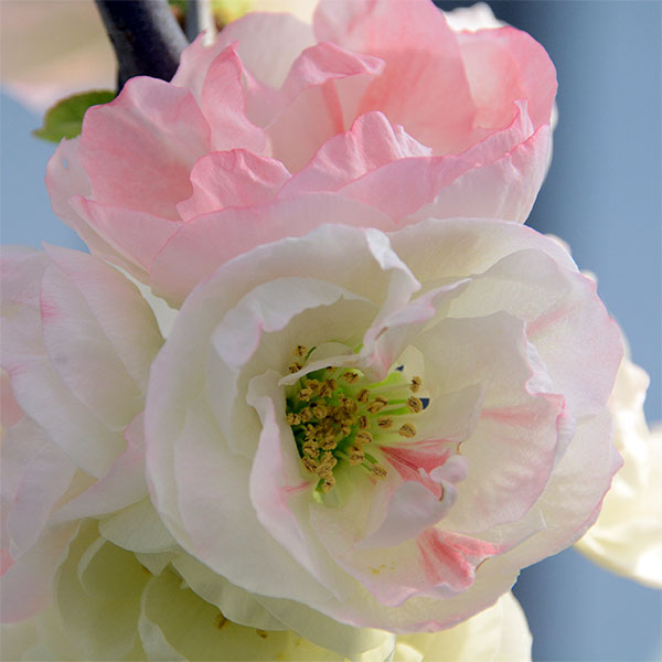 花木 庭木の苗/ボケ（木瓜）：彩の雪（サイノユキ）3号ポット