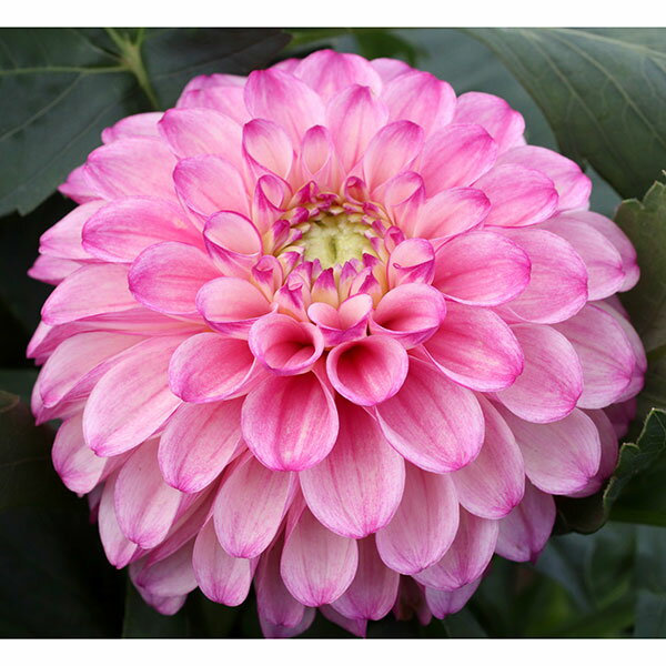 球根/ダリアの球根：（中小輪）ピンキーサンタ1球