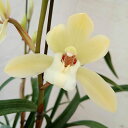 観葉植物/(わけあり特価)ワラン(和蘭):おぼろ月(おぼろづき) 4号鉢植え