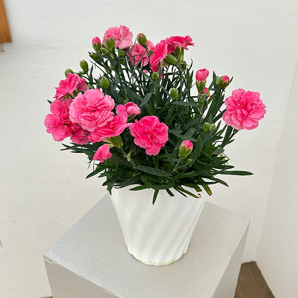 �����͡�����󡧥������ͱ���֡��ޤ�5��ȭ����