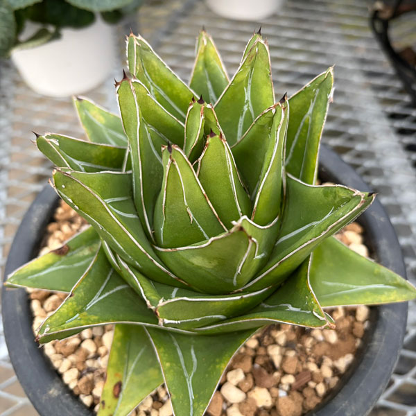 観葉植物/（わけあり特価）アガベ：アビーロック（超巾広笹の雪） 6号