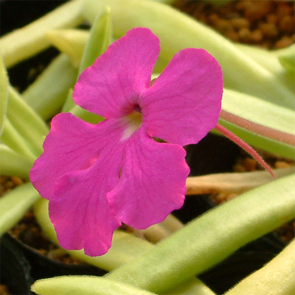 観葉植物/ムシトリスミレ：モクテズマエ 2.5-3.5号ポット