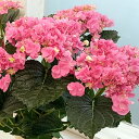 アジサイ:もこもこたん(ピンク)5号鉢植え(咲き進み~開花終了)