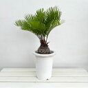 観葉植物/ザミア:フロリダ—ナ 8号24-02