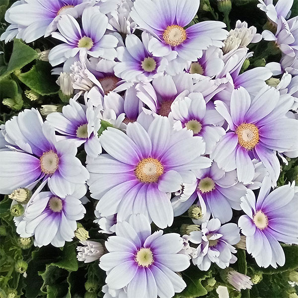 サイネリア：ティアクイーン ホワイトパープル5号鉢植え