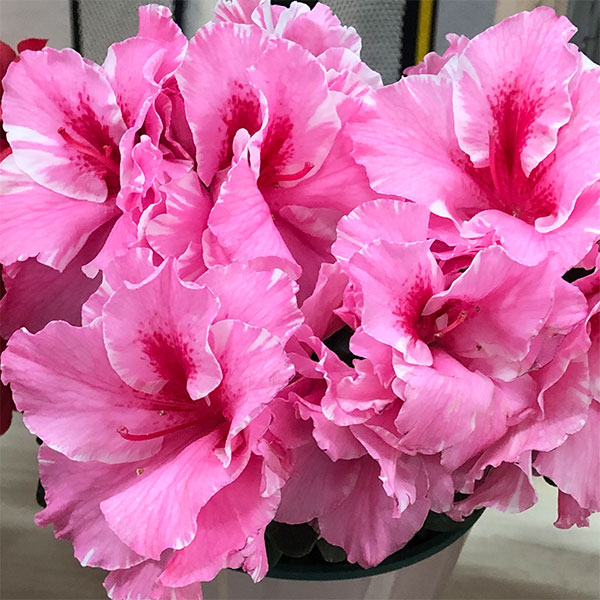 ベルギーアザレア：ホルティノ ピンクバイカラー系4号ポットのサムネイル