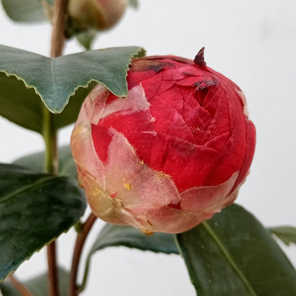 花木 庭木の苗/ツバキ（椿）：黒獅子錦魚（くろじしきんぎょ）4.5号ポット