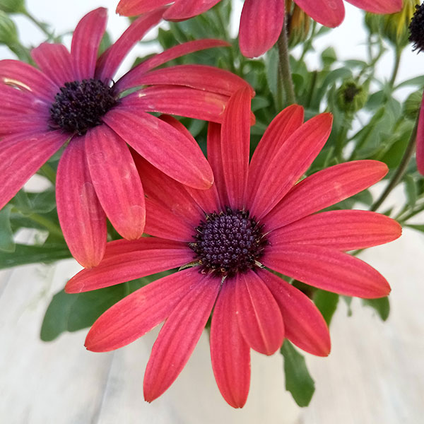 草花の苗/オステオスペルマム：ひなたDays（レッド系）3号ポットのサムネイル