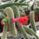 観葉植物/(わけあり特価)サボテン:クレイストカクツス 5.5cmポット