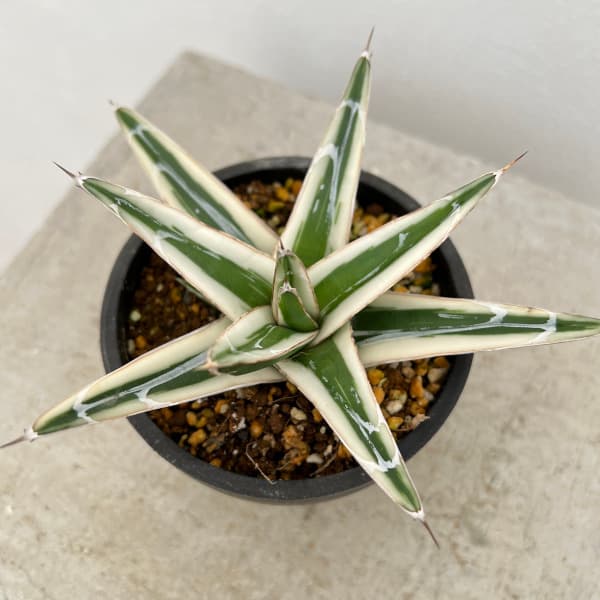 観葉植物/（わけあり特価）アガベ：氷山（ビクトリアレギナエ斑入り）3号鉢植え23-03