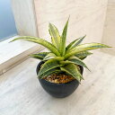 観葉植物/サンセベリア:ガブリエラ バリエガータ 3号