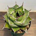 観葉植物/アガベ:チタノタ4号鉢植え(23-18)