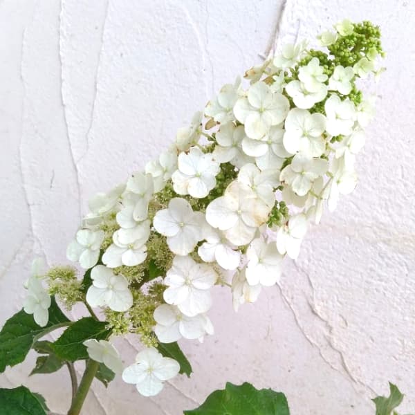 花木庭木の苗/カシワバアジサイ：ル...