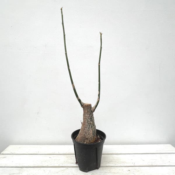 観葉植物/（わけあり特価）プセウドボンバックス：エリプチクム 5号23-14