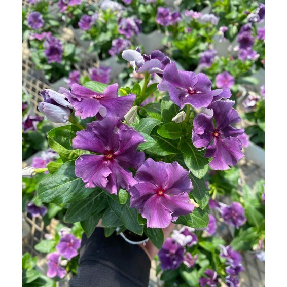 草花の苗/ニチニチソウ：ブラックベリーフリル3.5号ポットのサムネイル