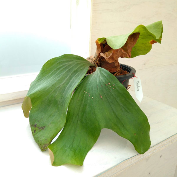 Rakuten - 観葉植物/ビカクシダ（コウモリラン）：ネプチューン 5号