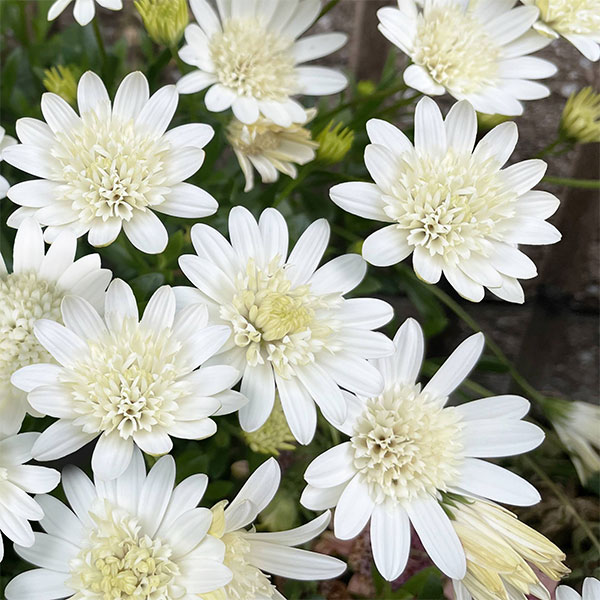 草花の苗/オステオスペルマム（ダブル）：オデットブラン3.5号ポット