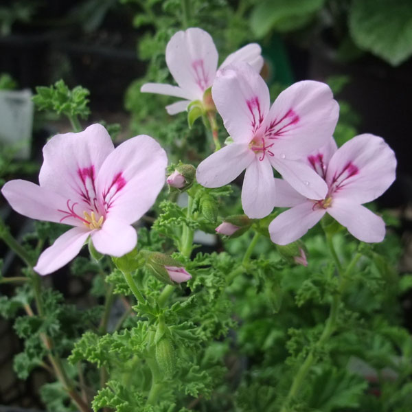 ハーブの苗/ニオイゼラニウム：レモン3号ポット*