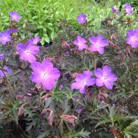 草花の苗/ゲラニウム：ファムファタール11cm角ポットのサムネイル