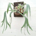 観葉植物/ビカクシダ(コウモリラン):E-1(白ビフ) 板付け仕立て
