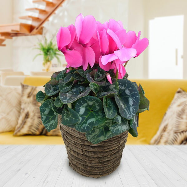 [送料無料]シクラメン：シューベルト5号鉢植えBRカゴ入