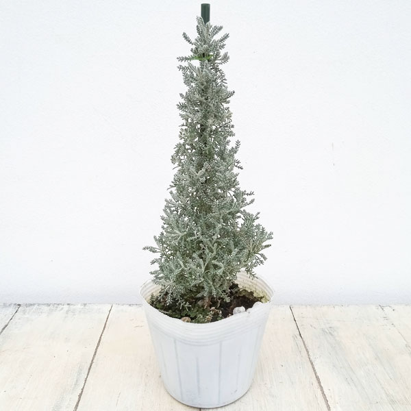 풀꽃 모종/코튼 라벤더 트리 재봉 3.5호 포트