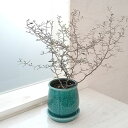 観葉植物/コロキア:コトネアステル/ステララウンド濃青