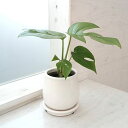 観葉植物/ヒメモンステラ/ステララウンド白